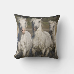 Frankreich, Camargue. Pferde laufen Kissen