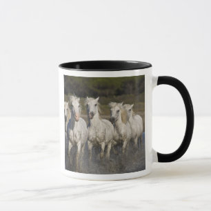 Frankreich, Camargue. Pferde laufen Tasse