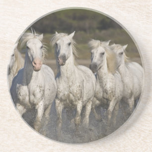 Frankreich, Camargue. Pferde laufen Untersetzer