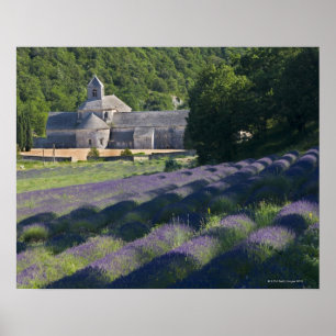 Frankreich, Gordes, Senaque Abbey, Lavendelfeld Poster