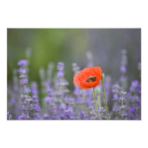 Frankreich, Provence. Einsamer Mohn auf einem Feld Fotodruck
