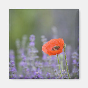 Frankreich, Provence. Einsamer Mohn auf einem Feld Magnet
