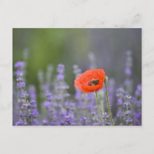 Frankreich, Provence. Einsamer Mohn auf einem Feld Postkarte