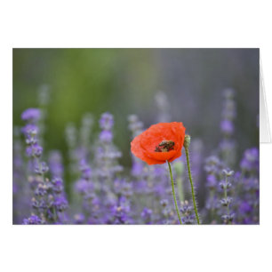 Frankreich, Provence. Einzelmohn im Feld