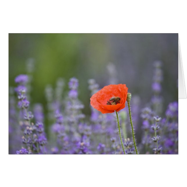 Frankreich, Provence. Einzelmohn im Feld (Vorderseite (Horizontal))