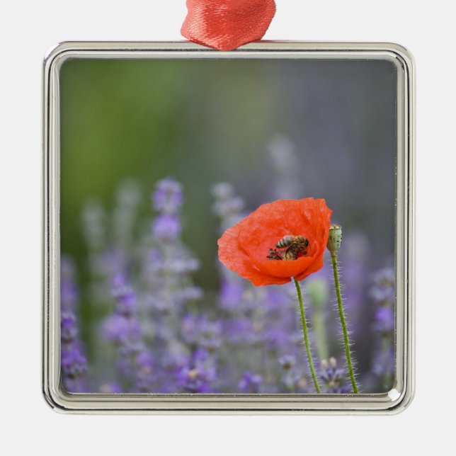 Frankreich, Provence. Einzelmohn im Feld Ornament Aus Metall (Vorne)