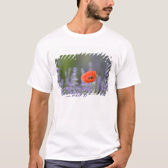 Frankreich, Provence. Einzelmohn im Feld T-Shirt (Vorderseite)