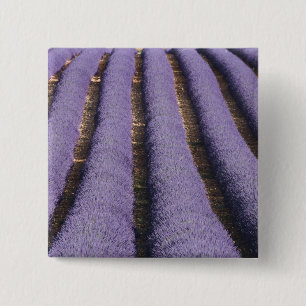 Frankreich, Provence. Lavendel in Blüte.2 Button