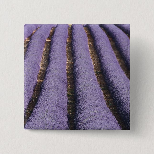 Frankreich, Provence. Lavendel in Blüte.2 Button (Vorderseite)
