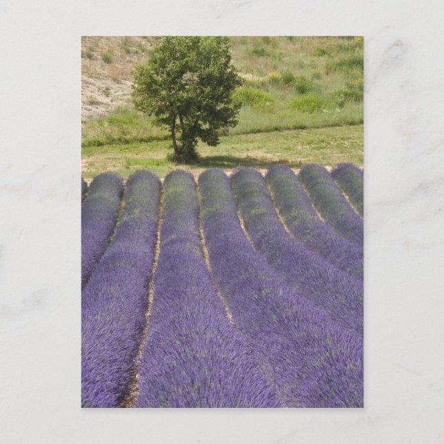 Frankreich, Provence. Lavendel in Blüte. Postkarte (Vorderseite)