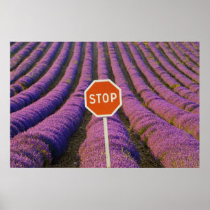 Frankreich, Provence. Lavendel und Stopp Poster
