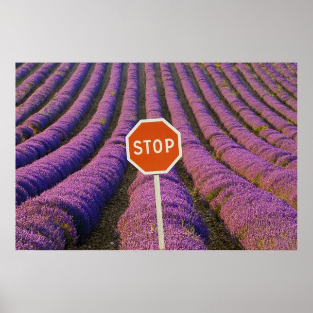 Frankreich, Provence. Lavendel und Stopp Poster (Vorne)