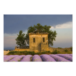 Frankreich, Provence. Lavendelfeld und Fotodruck