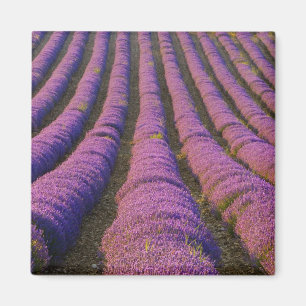 Frankreich, Provence-Region. Ordentliche Reihen vo Magnet
