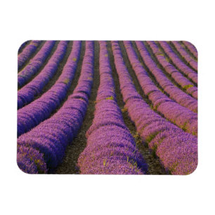 Frankreich, Provence Region. Ordentliche Reihen vo Magnet