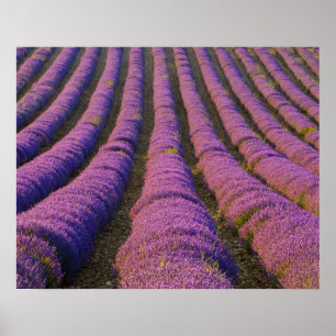 Frankreich, Provence-Region. Ordentliche Reihen vo Poster