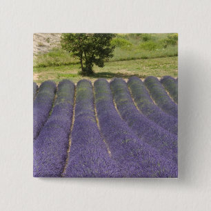 Frankreich, Provence. Reihen von blühendem Lavende Button