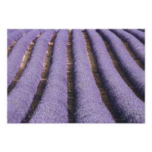 Frankreich, Provence. Reihen von blühendem Lavende Fotodruck