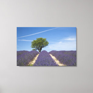 Frankreich, Provence. Reihen von blühendem Lavende Leinwanddruck
