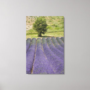 Frankreich, Provence. Reihen von blühendem Lavende Leinwanddruck