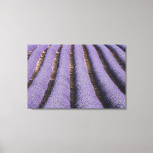Frankreich, Provence. Reihen von blühendem Lavende Leinwanddruck