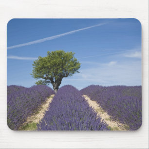 Frankreich, Provence. Reihen von blühendem Lavende Mousepad
