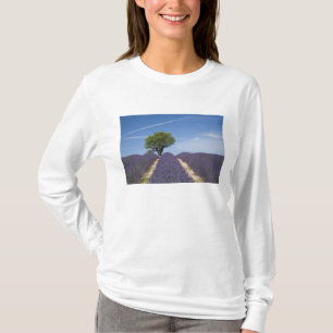 Frankreich, Provence. Reihen von blühendem Lavende T-Shirt