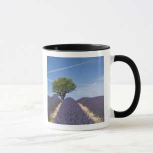 Frankreich, Provence. Reihen von blühendem Lavende Tasse