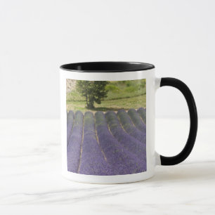 Frankreich, Provence. Reihen von blühendem Lavende Tasse