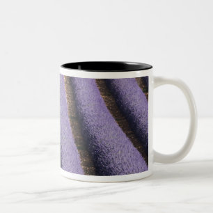 Frankreich, Provence. Reihen von blühendem Lavende Zweifarbige Tasse