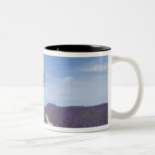 Frankreich, Provence. Reihen von blühendem Lavende Zweifarbige Tasse