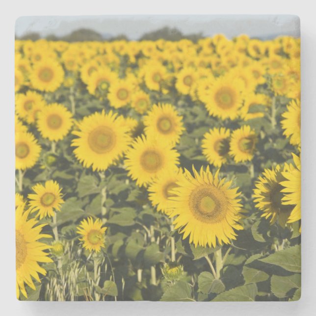 Frankreich, Provence, Valensole. Bereich Steinuntersetzer (Vorderseite)
