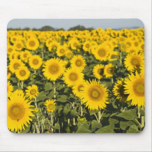 Frankreich, Provence, Valensole. Feld von Mousepad