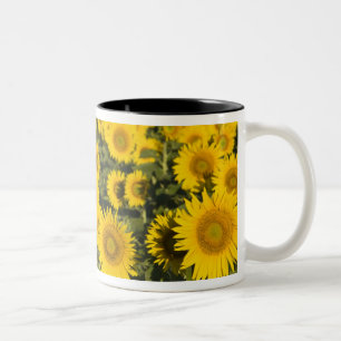 Frankreich, Provence, Valensole. Feld von Zweifarbige Tasse