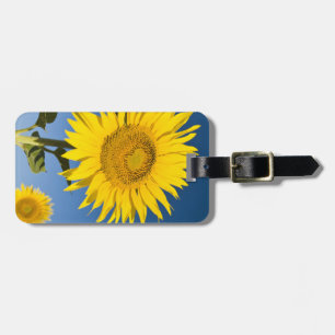 Frankreich, Provence, Valensole. Sonnenblumen steh Gepäckanhänger