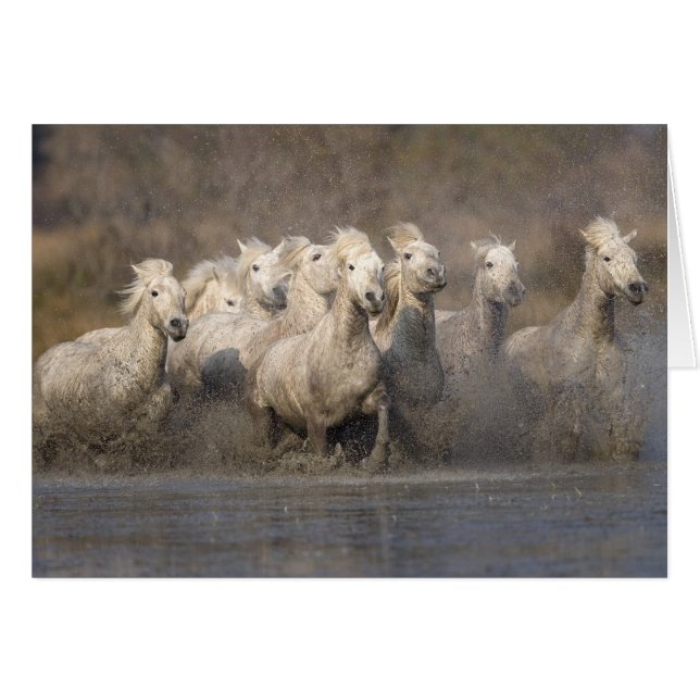 Frankreich, Provence. Weiße Camargue-Pferde laufen (Vorderseite (Horizontal))