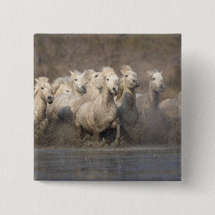 Frankreich, Provence. Weiße Camargue-Pferde laufen Button