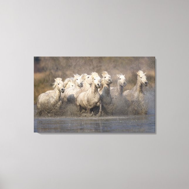 Frankreich, Provence. Weiße Camargue-Pferde laufen Leinwanddruck (Vorderseite)