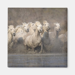 Frankreich, Provence. Weiße Camargue-Pferde laufen Magnet