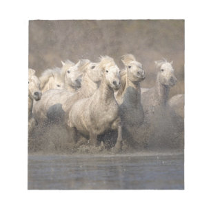 Frankreich, Provence. Weiße Camargue-Pferde laufen Notizblock