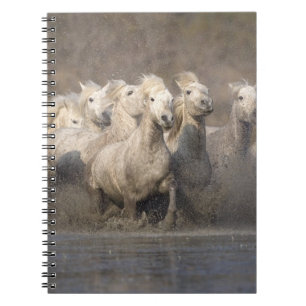 Frankreich, Provence. Weiße Camargue-Pferde laufen Notizblock