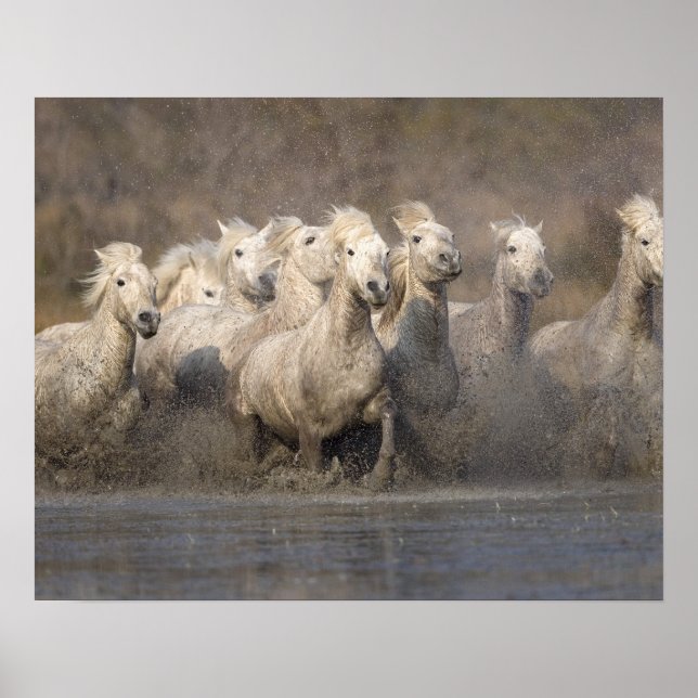 Frankreich, Provence. Weiße Camargue-Pferde laufen Poster (Vorne)