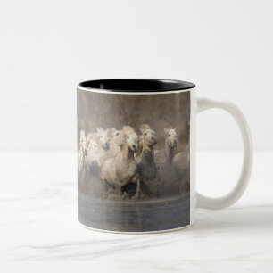 Frankreich, Provence. Weiße Camargue-Pferde laufen Zweifarbige Tasse