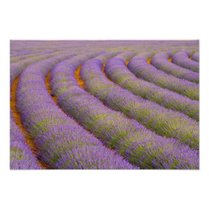 Frankreich, Region Provence. Gebogene Reihen von Fotodruck