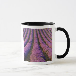 Frankreich, Region Provence. Ordentliche Reihen Tasse