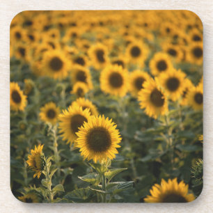 Frankreich, Vaucluse, Sonnenblumenfeld Getränkeuntersetzer