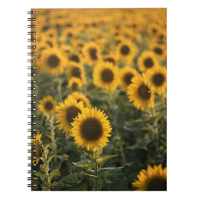 Frankreich, Vaucluse, Sonnenblumenfeld Notizblock (Vorderseite)