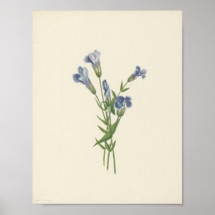 Fransen-Enzian (Gentiana crinita) (1925) Poster