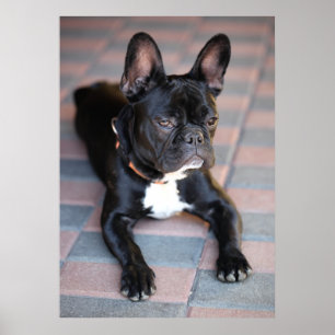 Französch Bulldog Poster