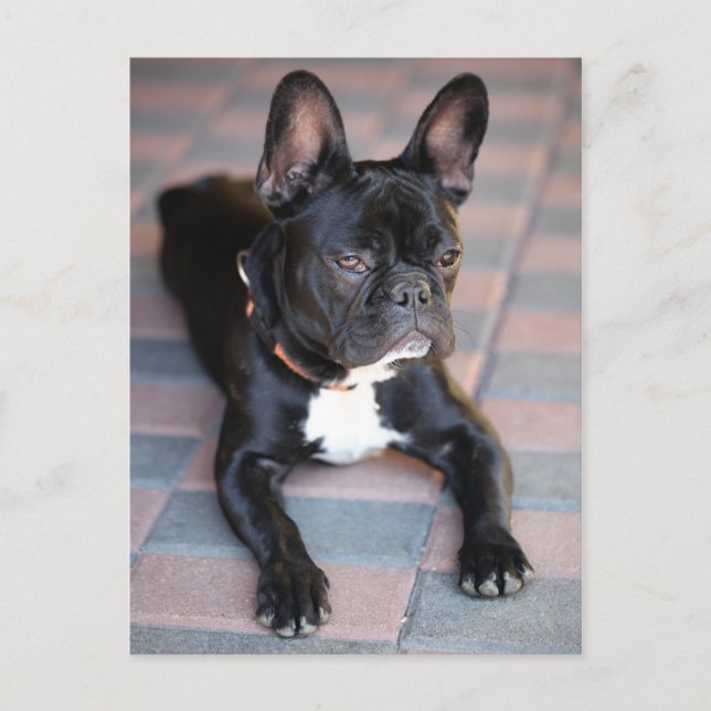Französch Bulldog Postkarte (Vorderseite)